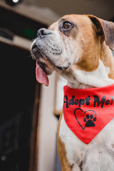 Sockprints Cares: Celebrating National Adopt-a-Dog Month